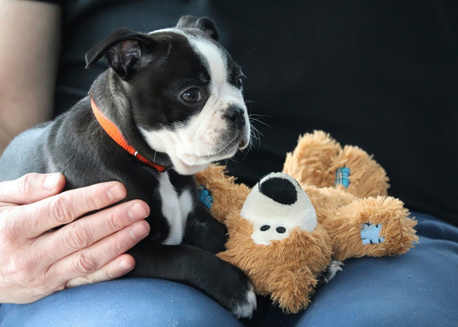 Top 5 Must-Have Toys for Puppies in 2025